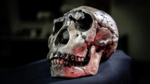 Kenya’dan hominin Homo ergaster kafatası kopyası Fotoğraf: David Hocking